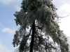 ice storm 2009